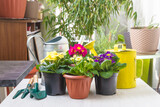 Spring gardening concept; Various multicolored primroses in pots, gardening tools and watering can