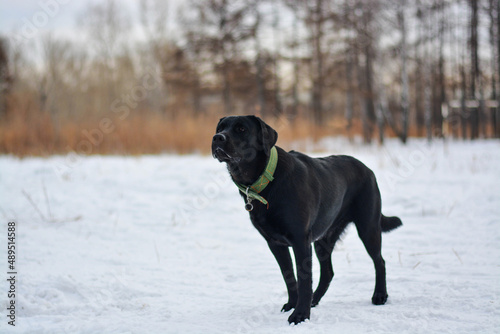 Winter background with a black labrador and footprints in the snow. Pet care, dog walking.