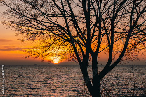Tree branches and sunrise on the Baltic Sea. Gdynia Orlowo beach.