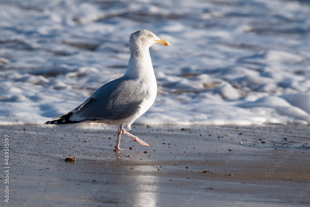 Fototapeta premium Herring gulls by the sea at Horsey Gap beach in north Norfolk, UK