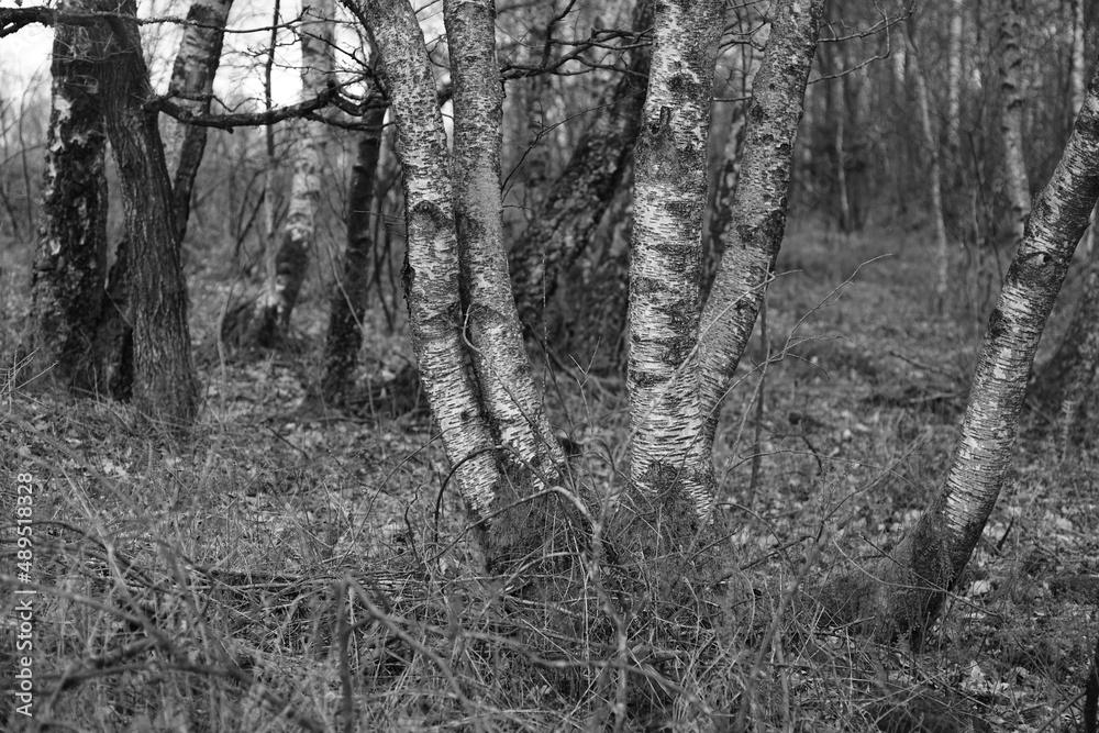 Obraz premium Wald oder Busch, Gebüsch in einer Landschaft mit Sträuchern und Bäumen, Betula pendula