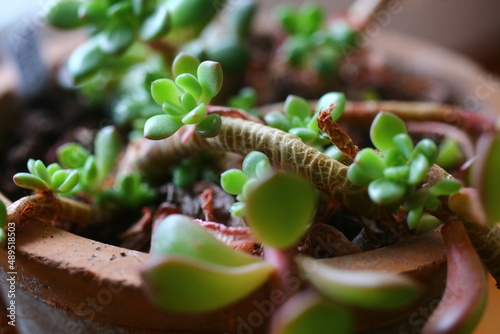 Echeveria Pink Ruby Eszeweria E. globulosa photo