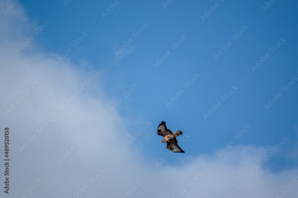 a buzzard (Buteo buteo) in effortless flight in a clear blue sky on the lookout for prey or carrion a buzzard (Buteo buteo) in effortless flight in a clear blue sky on the lookout for prey or carrion