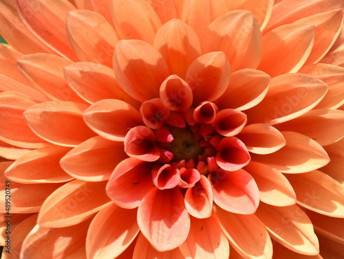 Orange colored columbine dahlia flower closeup