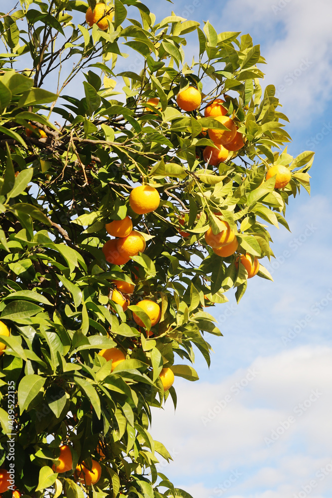 Orange trees at the streets of Cordoba, Spain Orange trees at the streets of Cordoba, Spain