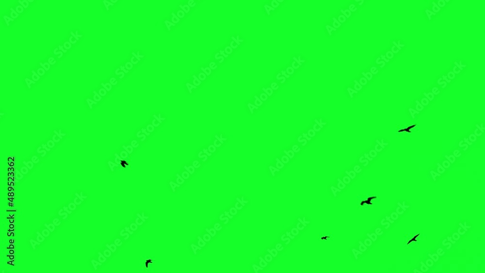 Birds flying on chroma key