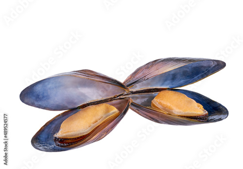 two mussel with open shell. boiled mussels on a white background.