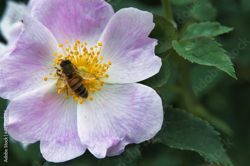 Rose flower wasp hornet photo