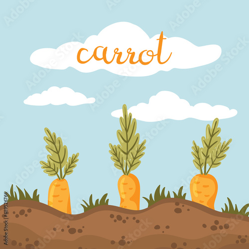 Cartoon garden bed with ripe carrots. Growth stage, development and productivity. Vegetable growth, cultivation. Seedling, sapling, gardening. Planting process. Vector plant hand drawn illustration.