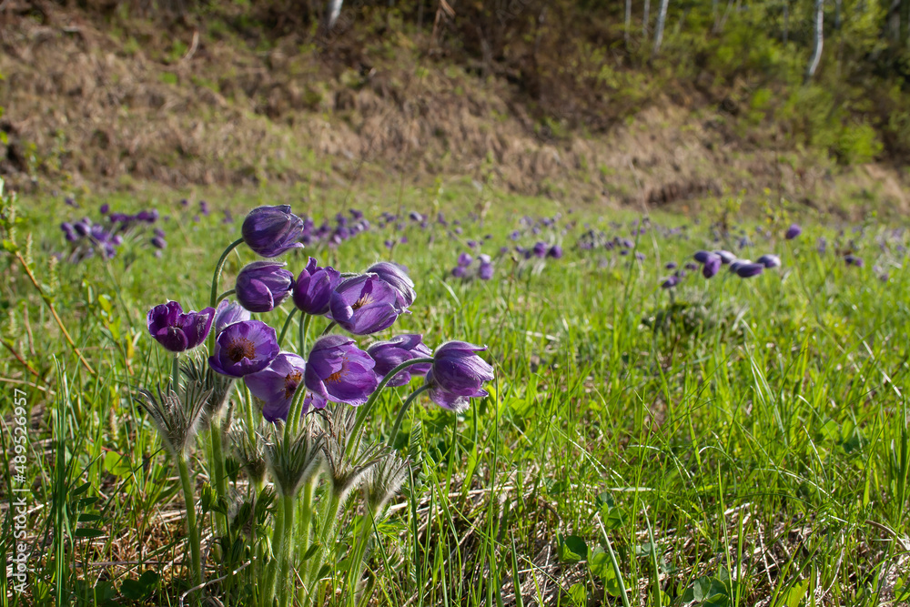 flowers, spring landscape, nature, forest, river, taiga, environment, landscape, flowers, wildflowers, spring flowers, forest flowers flowers, spring landscape, nature, forest, river, taiga, environment, landscape, flowers, wildflowers, spring flowers, forest flowers