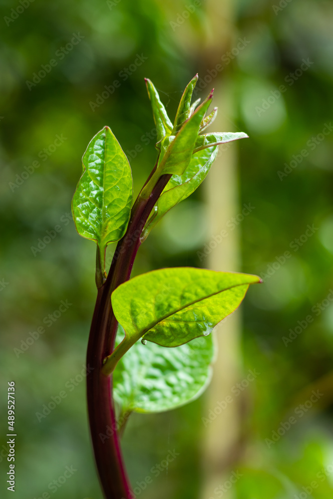 Basella alba, or Malabar Spinach, is a vigorous climbing vine vegetable Basella alba, or Malabar Spinach, is a vigorous climbing vine vegetable