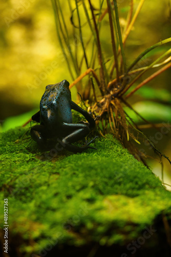 Azure blue frog in detail. © lapis2380