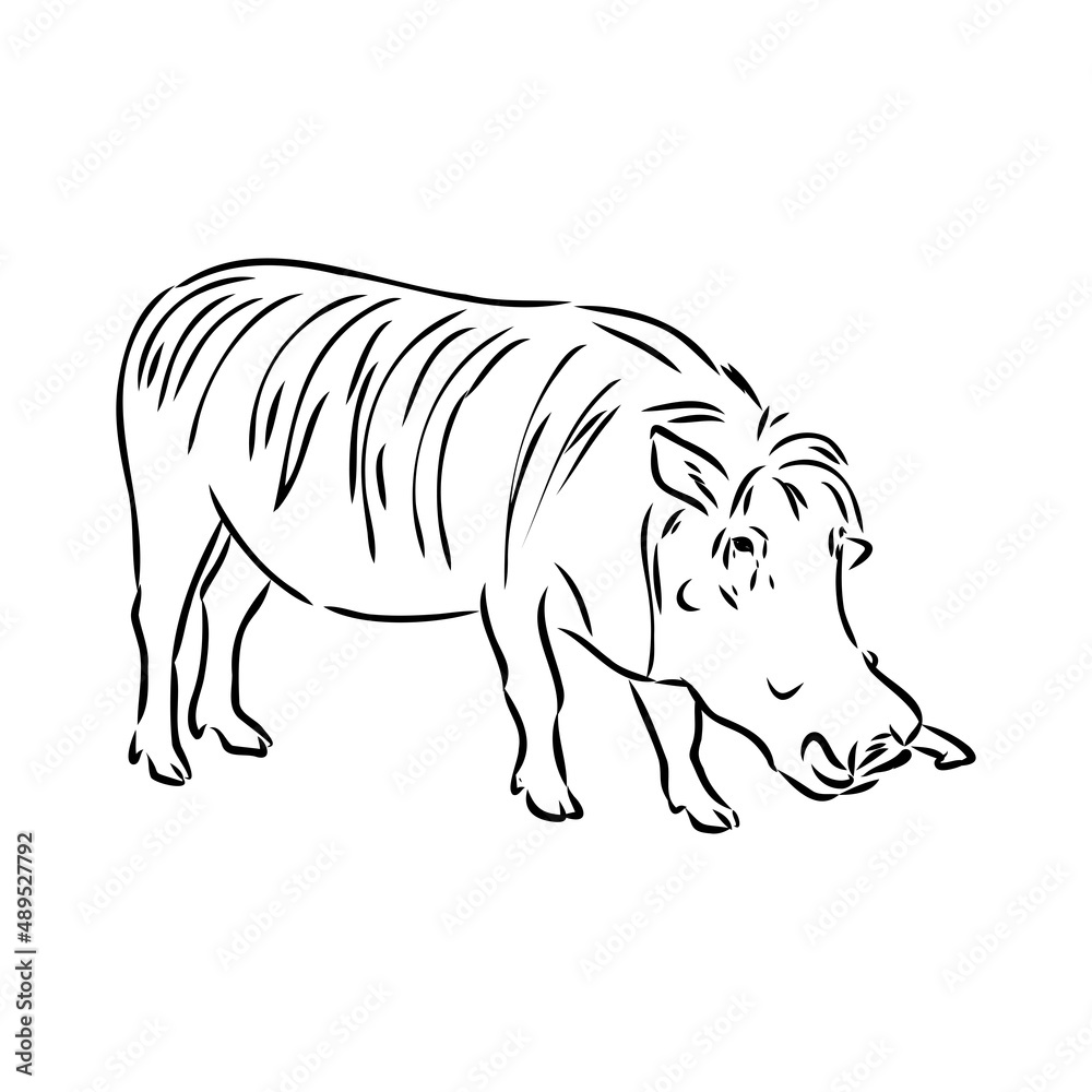 Black and white vector line drawing of a Warthog Black and white vector line drawing of a Warthog