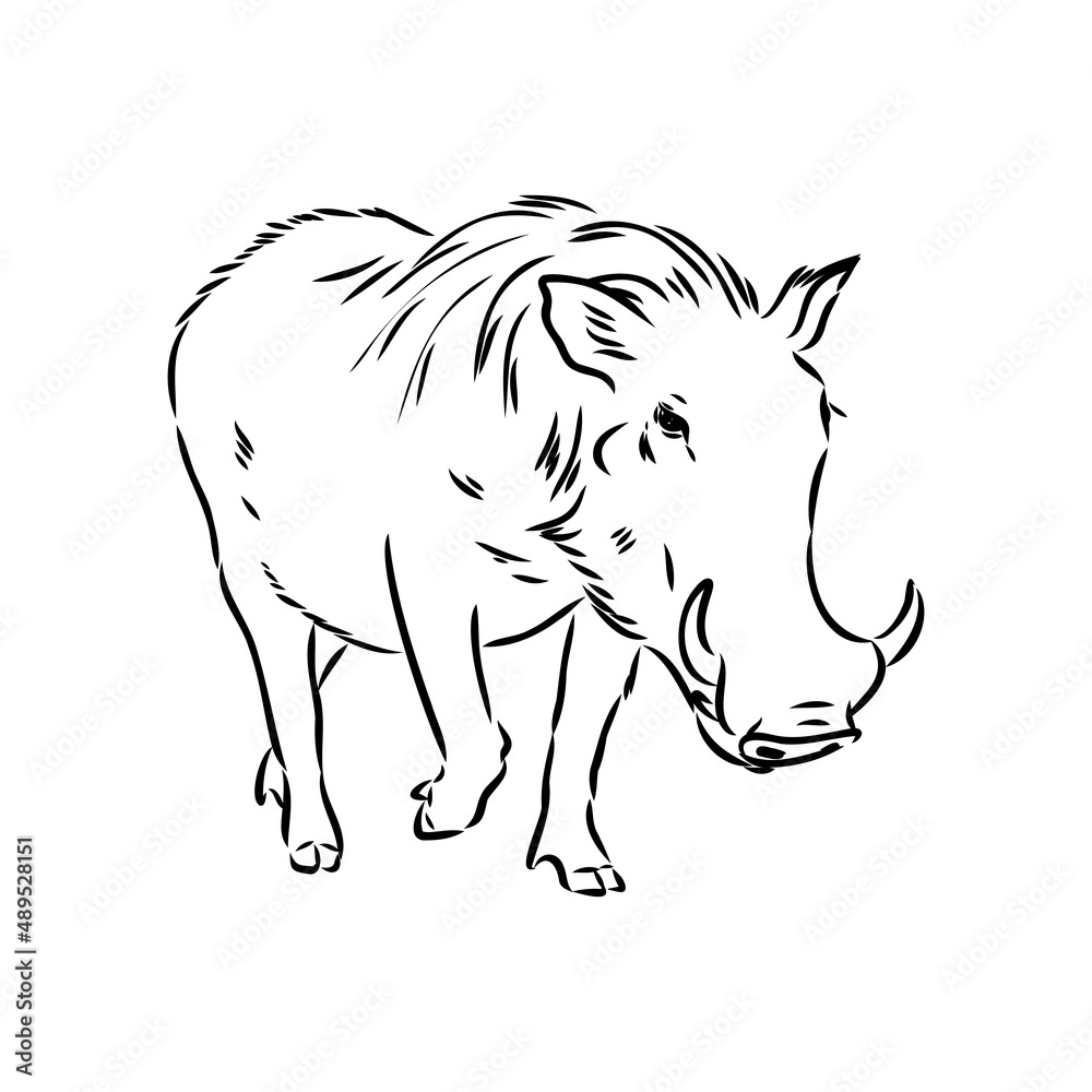 Black and white vector line drawing of a Warthog