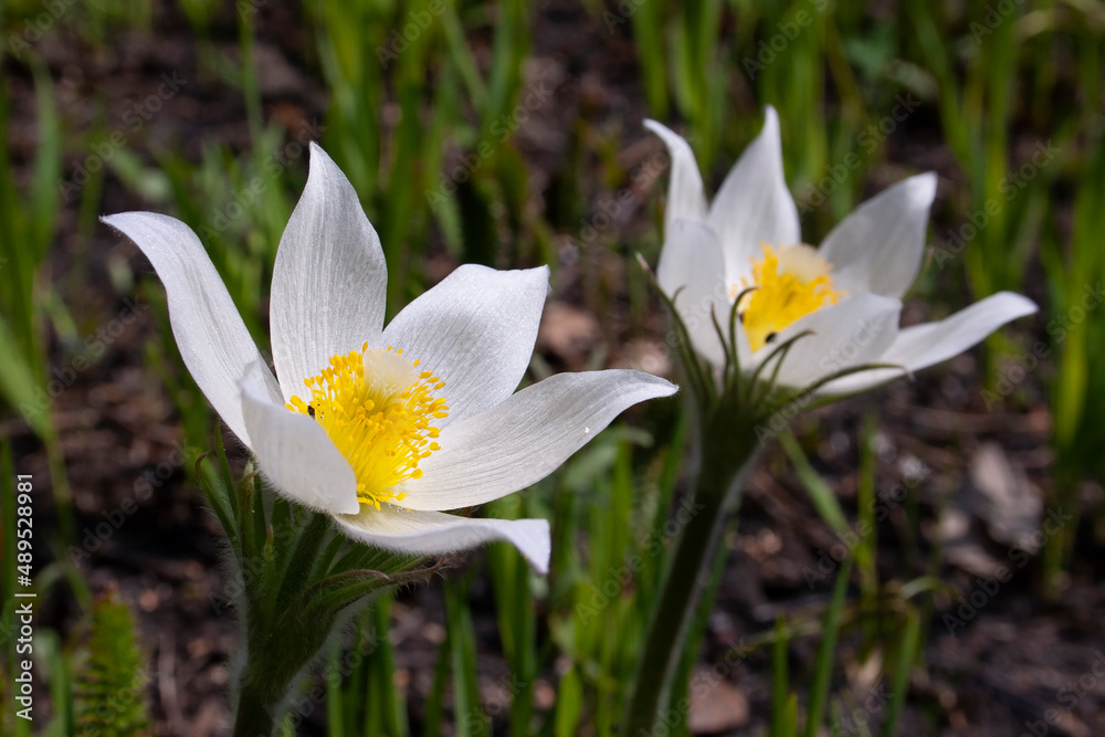 flowers, spring landscape, nature, forest, river, taiga, environment, landscape, flowers, wildflowers, spring flowers, forest flowers flowers, spring landscape, nature, forest, river, taiga, environment, landscape, flowers, wildflowers, spring flowers, forest flowers
