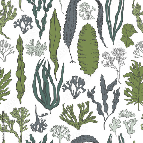Edible  algae.   Vector  pattern