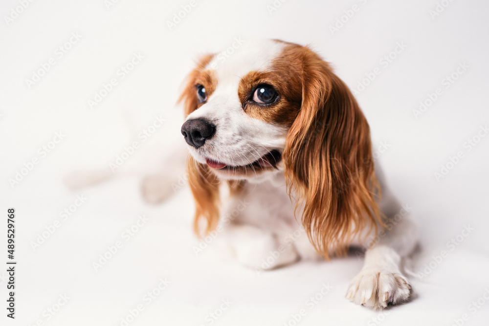 Cavalier king charles spaniel studio shoot with white background Cavalier king charles spaniel studio shoot with white background
