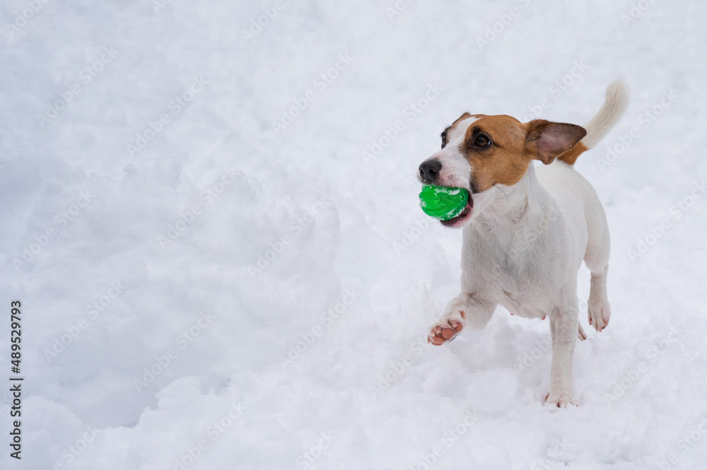 Jack Russell Terrier dog playing ball in the snow. Jack Russell Terrier dog playing ball in the snow.