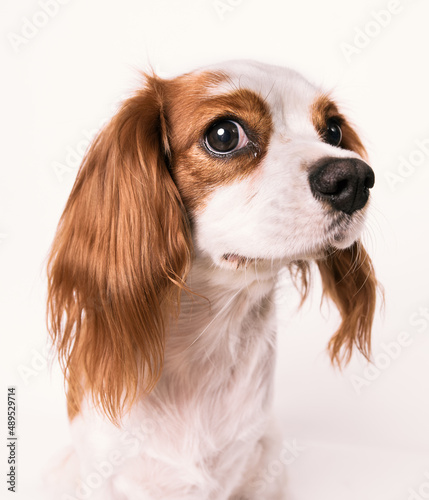 Cavalier king charles spaniel studio shoot with white background