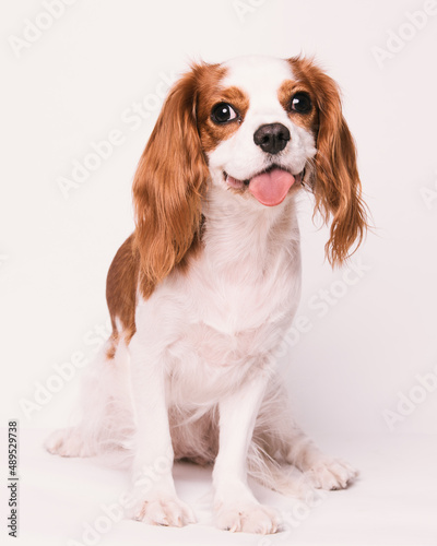 Canvas Print Cavalier king charles spaniel studio shoot with white background
