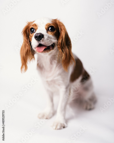 Cavalier king charles spaniel studio shoot with white background