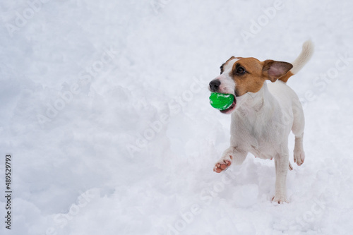 Fototapeta Naklejka Na Ścianę i Meble -  Jack Russell Terrier dog playing ball in the snow. 