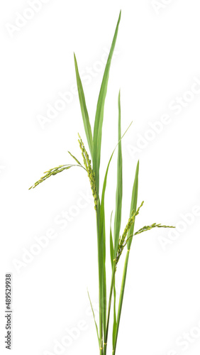 organic green paddy rice, ears of paddy, oryza sativa plant isolated on white background