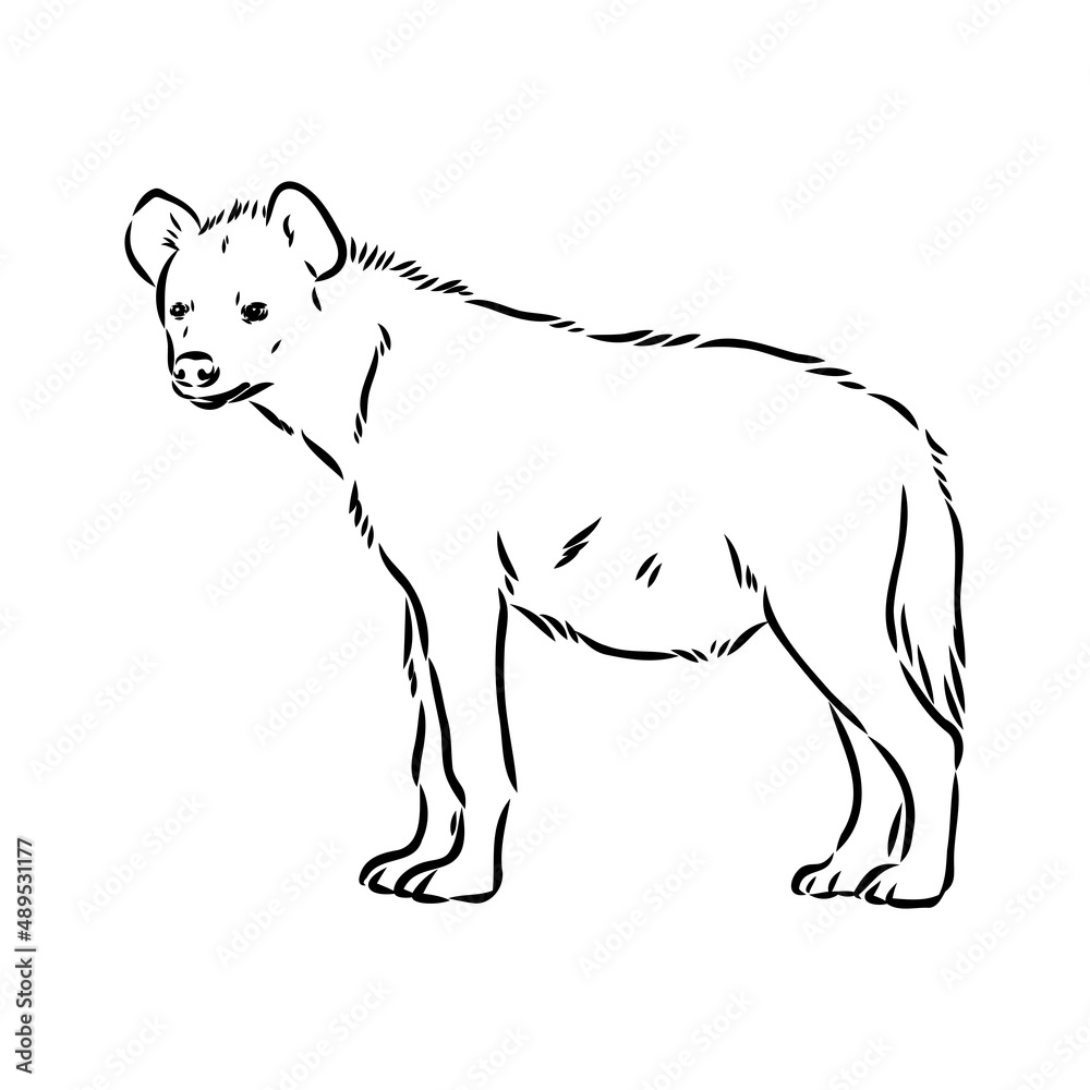 Graphical vintage sketch of hyena ,vector illustration