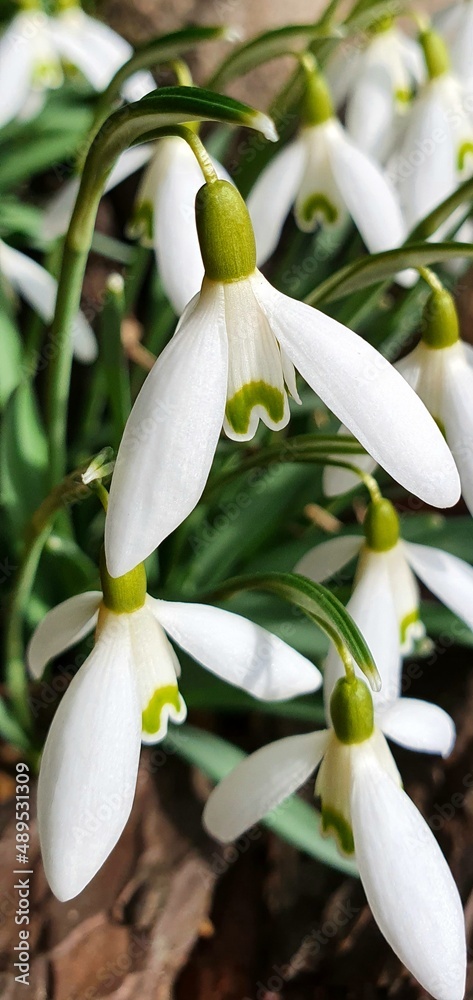 lily of the valley lily of the valley