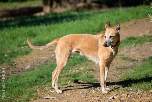 Beautiful lurcher running dog with traditional wide leather collar, walking in the country. photo