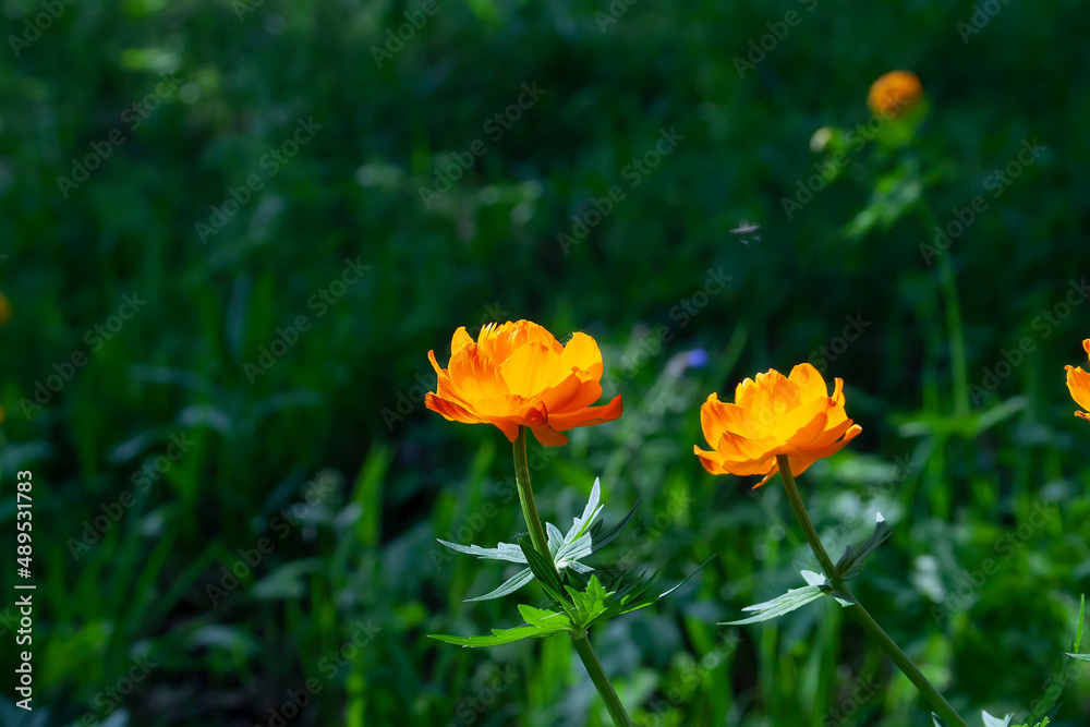 flowers, spring landscape, nature, forest, river, taiga, environment, landscape, flowers, wildflowers, spring flowers, forest flowers flowers, spring landscape, nature, forest, river, taiga, environment, landscape, flowers, wildflowers, spring flowers, forest flowers