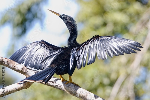 Photos American anhinga