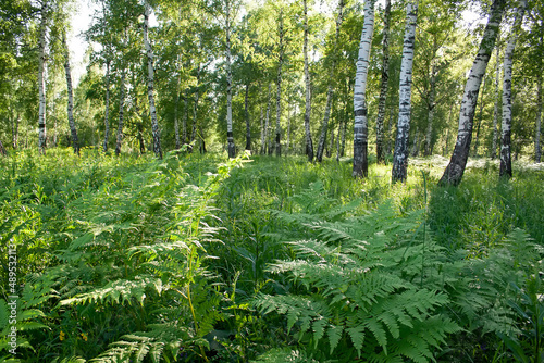 flowers  spring landscape  nature  forest  river  taiga  environment  landscape  flowers  wildflowers  spring flowers  forest flowers