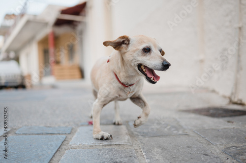 süßer kleiner Straßenhund mit Fehlstellung am Bein, Hündchen mit Fehlstellung an den Vorderbeinen; Südländischer Straßenköter läuft durch die Gassen einer kleinen Ortschaft