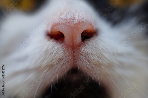 Close-up of a dirty cat nose