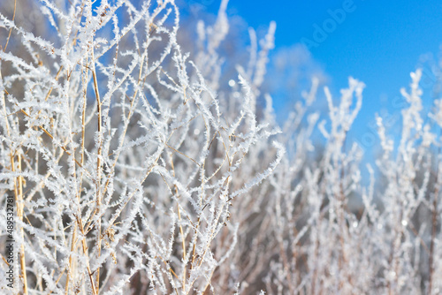 Prickly snow and hoarfrost on dry plant against the bright blue sky background. Winter frozen grass. Selective focus. © Вера Тихонова