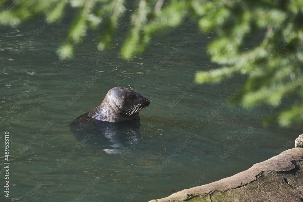 water lion in the water on a beautiful sunny day