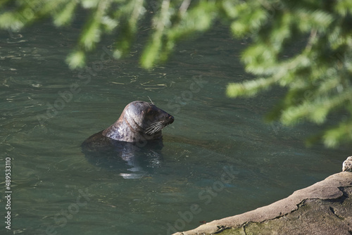 Obraz na płótnie water lion in the water on a beautiful sunny day w salonie