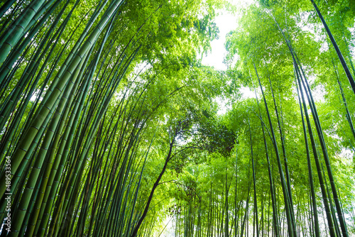 Green background of Arashiyama Bamboo Forest