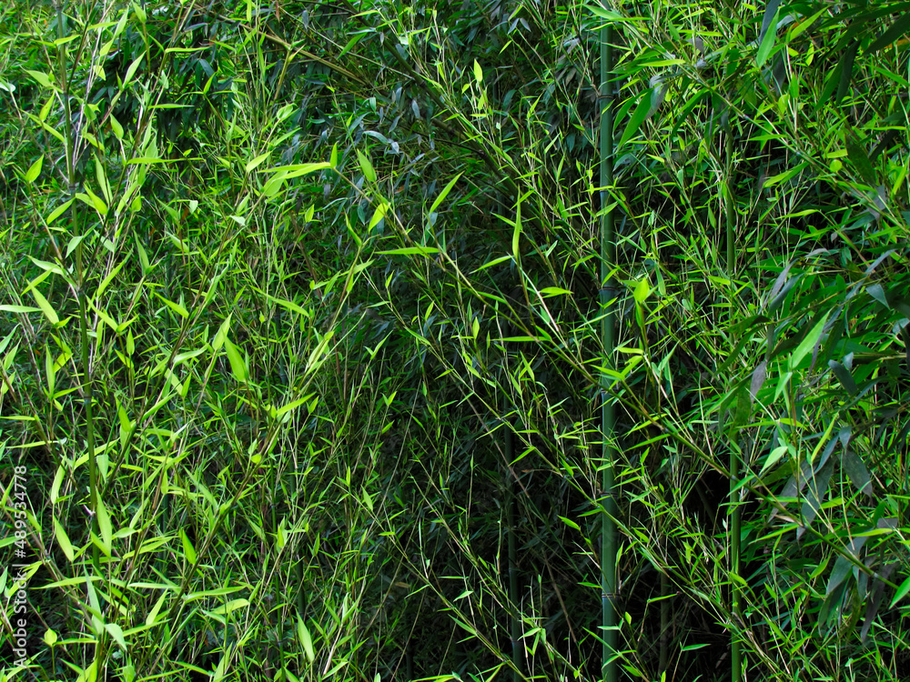 clumps of bamboo, their leaves illuminated by sunlight. clumps of bamboo, their leaves illuminated by sunlight.
