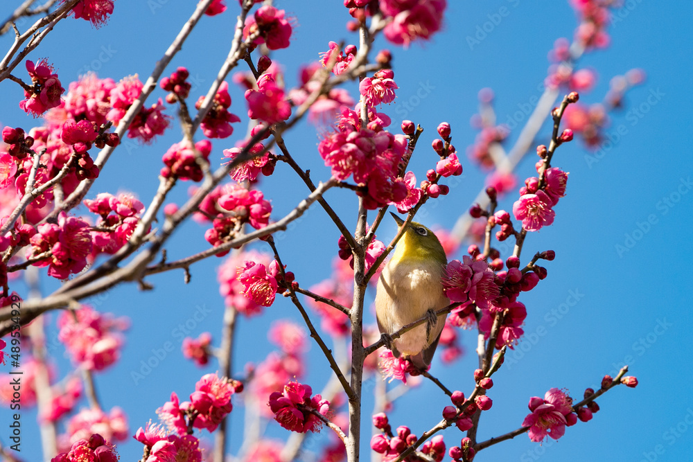 梅の花とメジロ 千葉県 日本 梅の花とメジロ 千葉県 日本