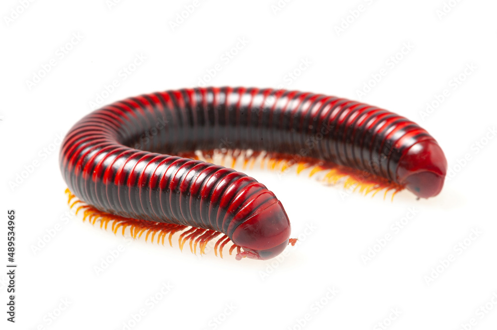 Red millipede (Aphistogoniulus corallipes) on a white background Red millipede (Aphistogoniulus corallipes) on a white background