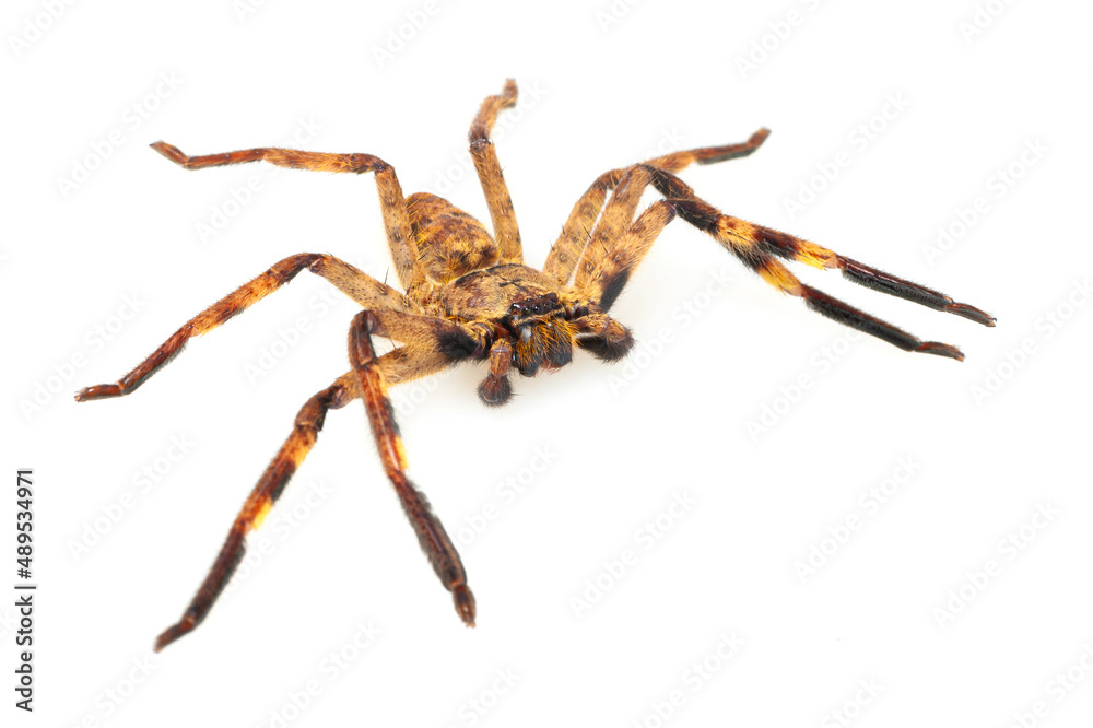 Huntsman spider (Barylestis scutatus) on a white background Huntsman spider (Barylestis scutatus) on a white background
