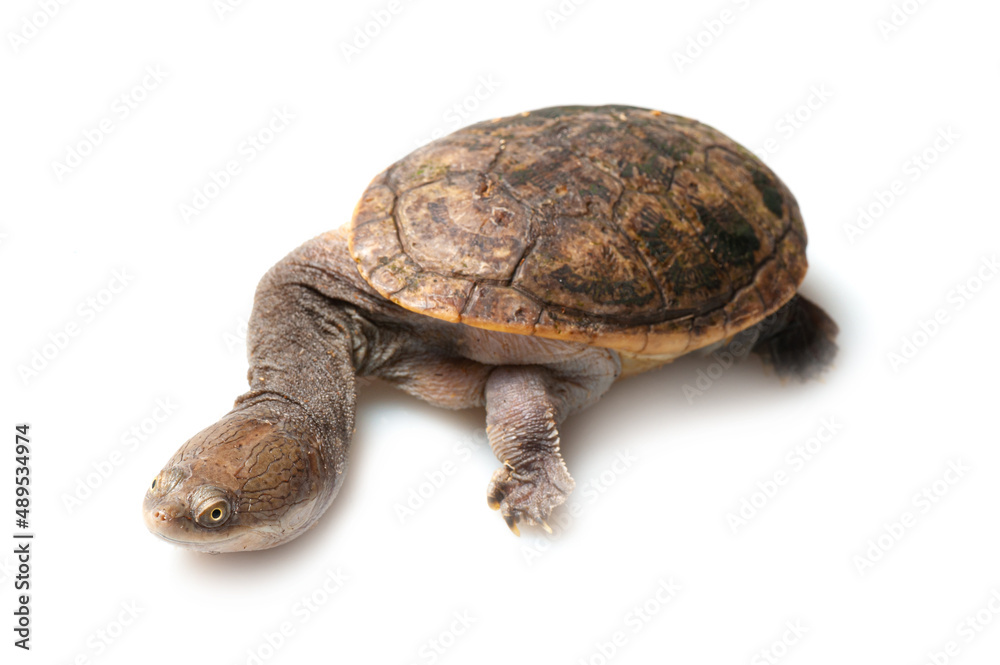 Obraz premium Northern snake-necked turtle (Chelodina rugosa) on a white background