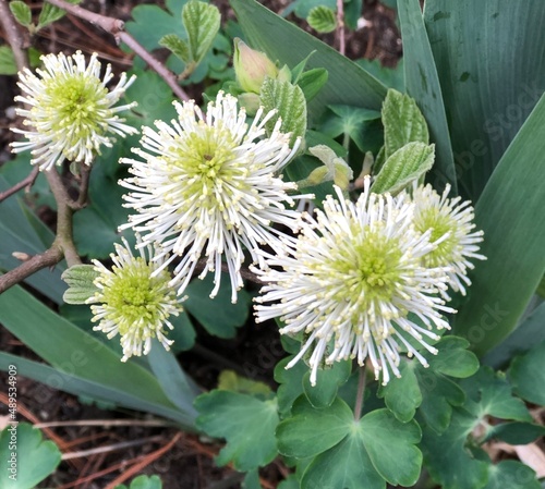 Flowers, Daylilies, and Summer Flora