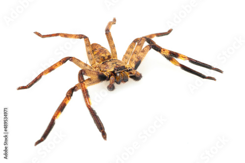 Huntsman spider (Barylestis scutatus) on a white background