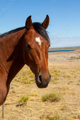 Close-up of a horse's head without bridles and free in a ranch in Patagonia during the summer. © HC FOTOSTUDIO