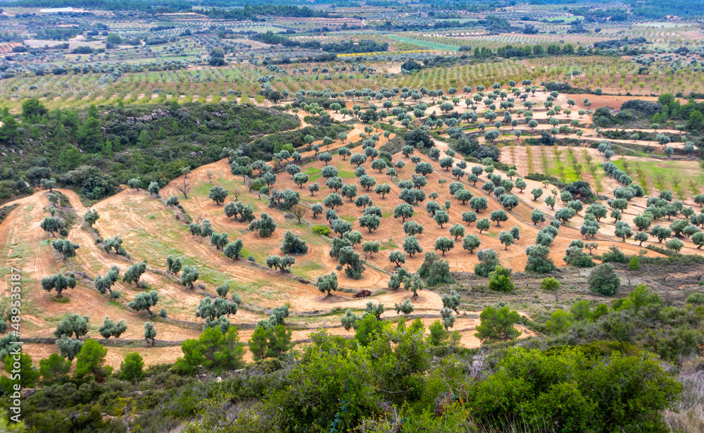 Field of olive trees in the countryside growing on a dry climate at different heights in Aragon, Spain