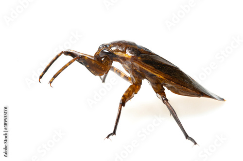 African giant water bug (Lethocerus cordofanus) on a white background