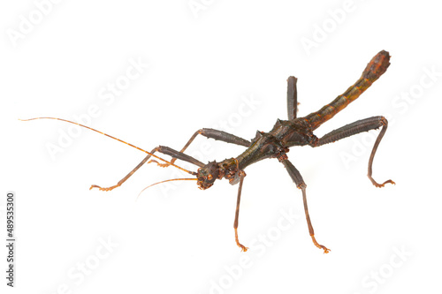 Stick insect (Trachyaretaon brueckneri) on a white background photo
